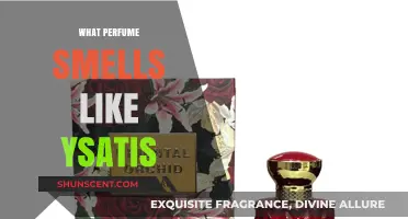 Ysatis Perfume: Discovering Similar Scents and Aromas