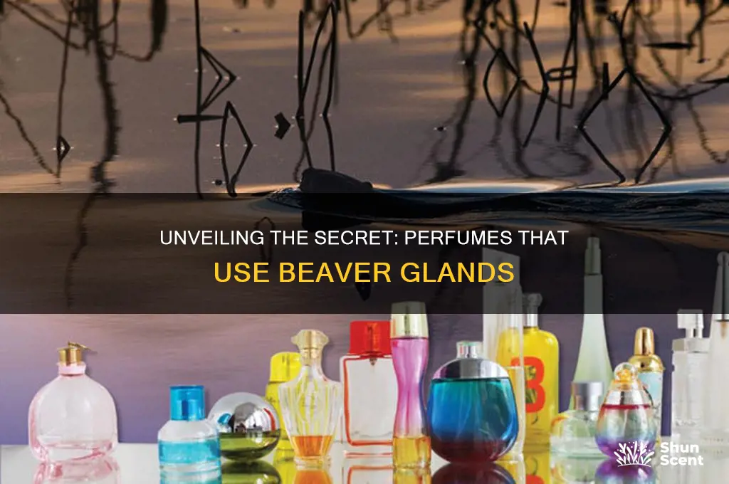 what perfume use beaver glands