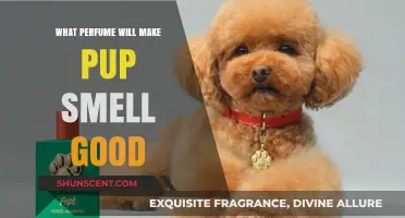 Scents to Make Your Pup Smell Delightful