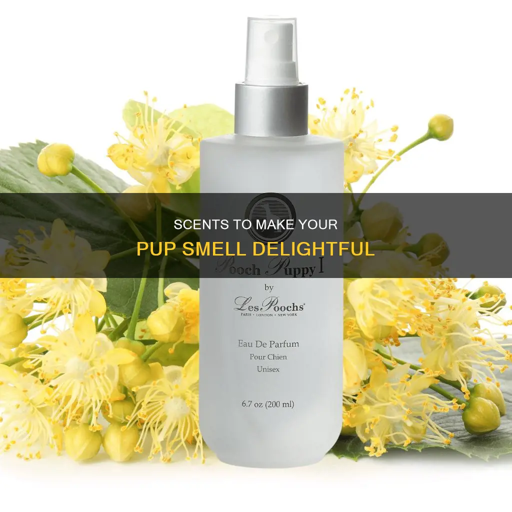 what perfume will make pup smell good