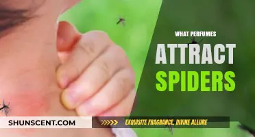 Do Certain Perfumes Attract Spiders? Unveiling the Scent Connection