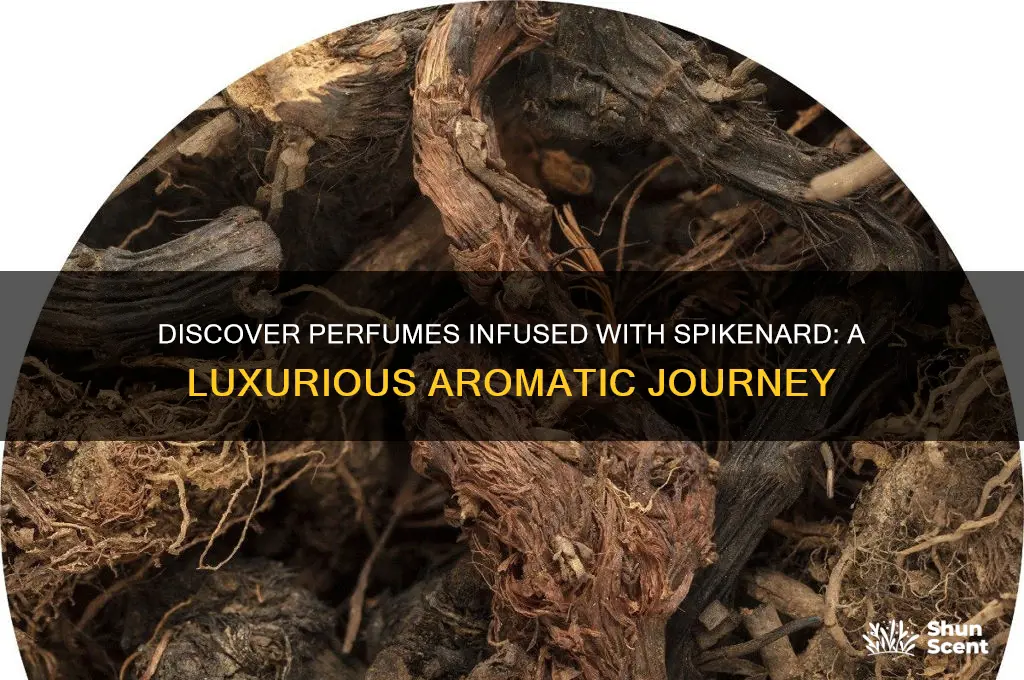 what perfumes carry spikenard