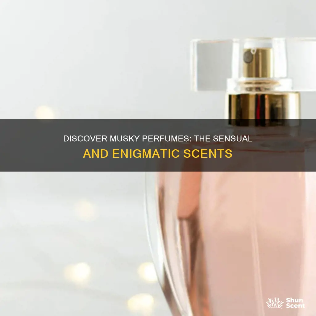 what perfumes have a musky smell