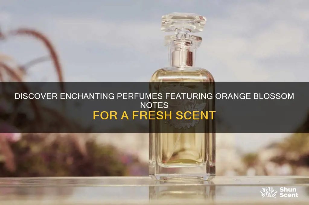 what perfumes have orange blossom