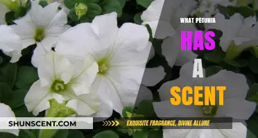 Discover the Fragrant Petunia Varieties That Fill Your Garden with Scent