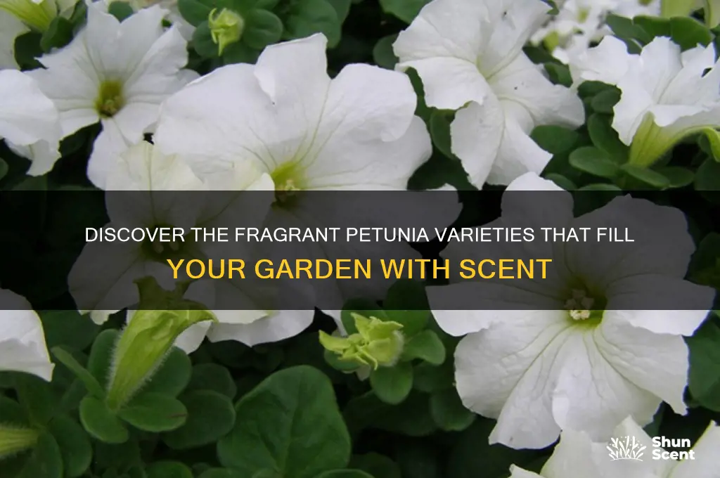 what petunia has a scent