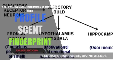Unraveling the Unique Scent Fingerprint: Physiology Behind Individual Odor Profiles