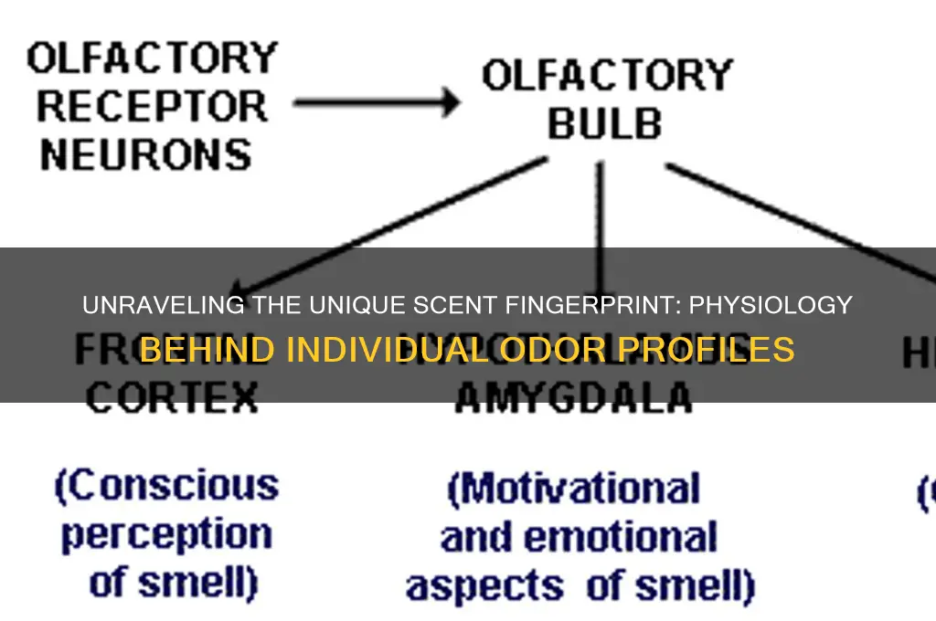 what physiologically determines an individual