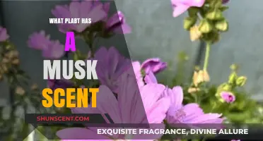 Discover the Musk-Scented Plant: A Fragrant Botanical Mystery Unveiled