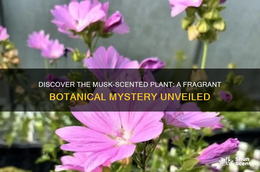 what plabt has a musk scent