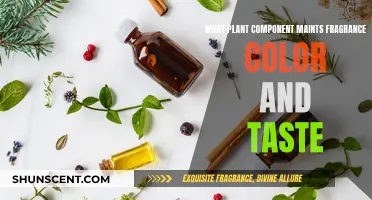 The Magic of Plant Compounds: Fragrance, Color, and Taste