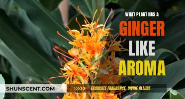 Ginger Aroma Plants: Surprising Scents in Nature