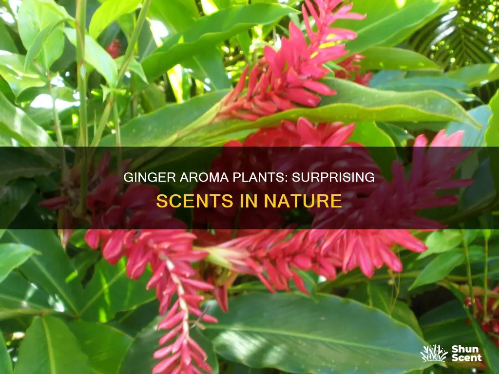 what plant has a ginger like aroma