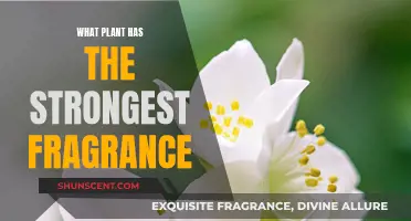 The Strongest-Smelling Plants: Nature's Powerful Fragrances