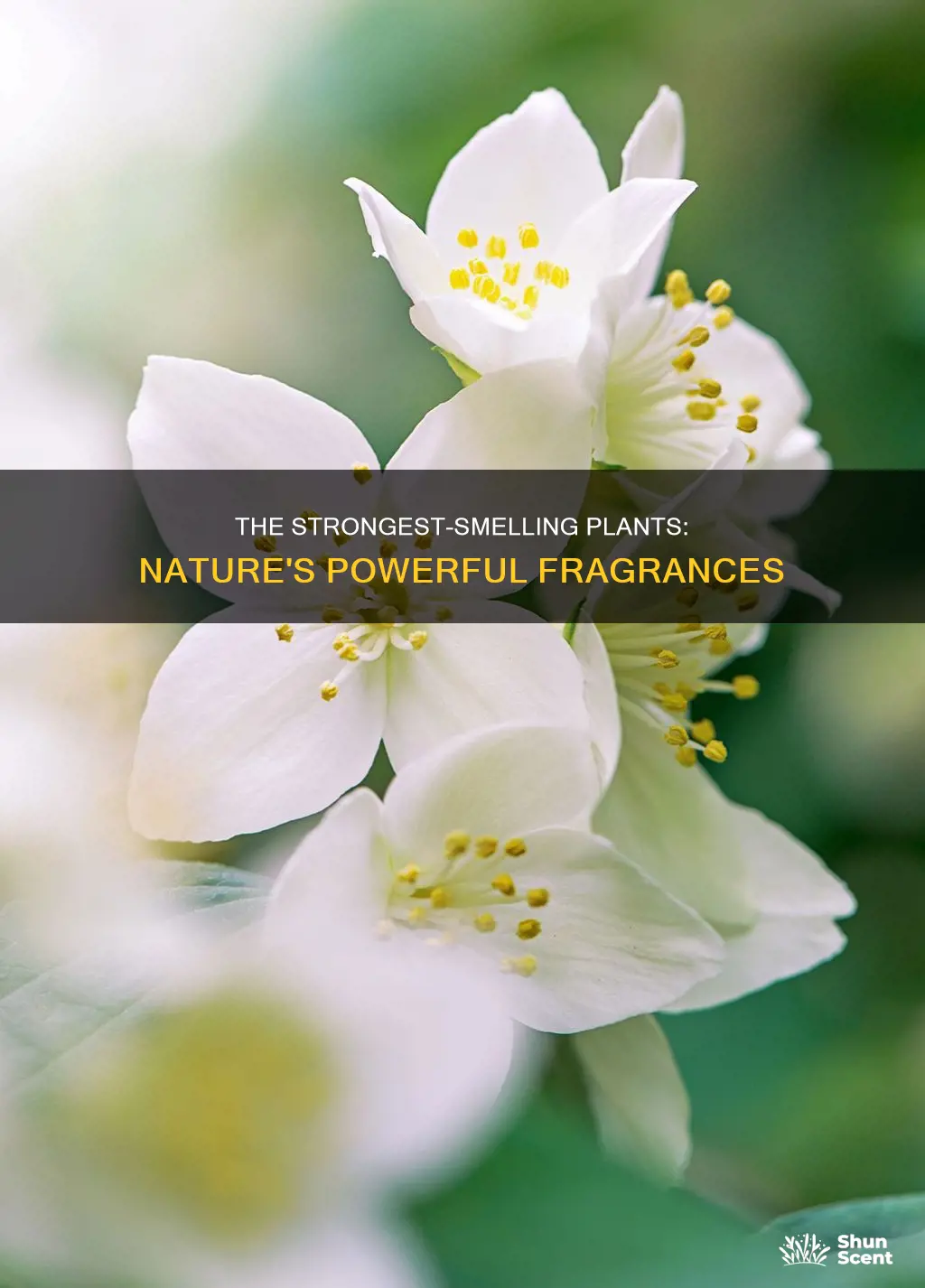 what plant has the strongest fragrance