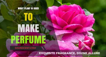 The Art of Scent: Plants for Perfume