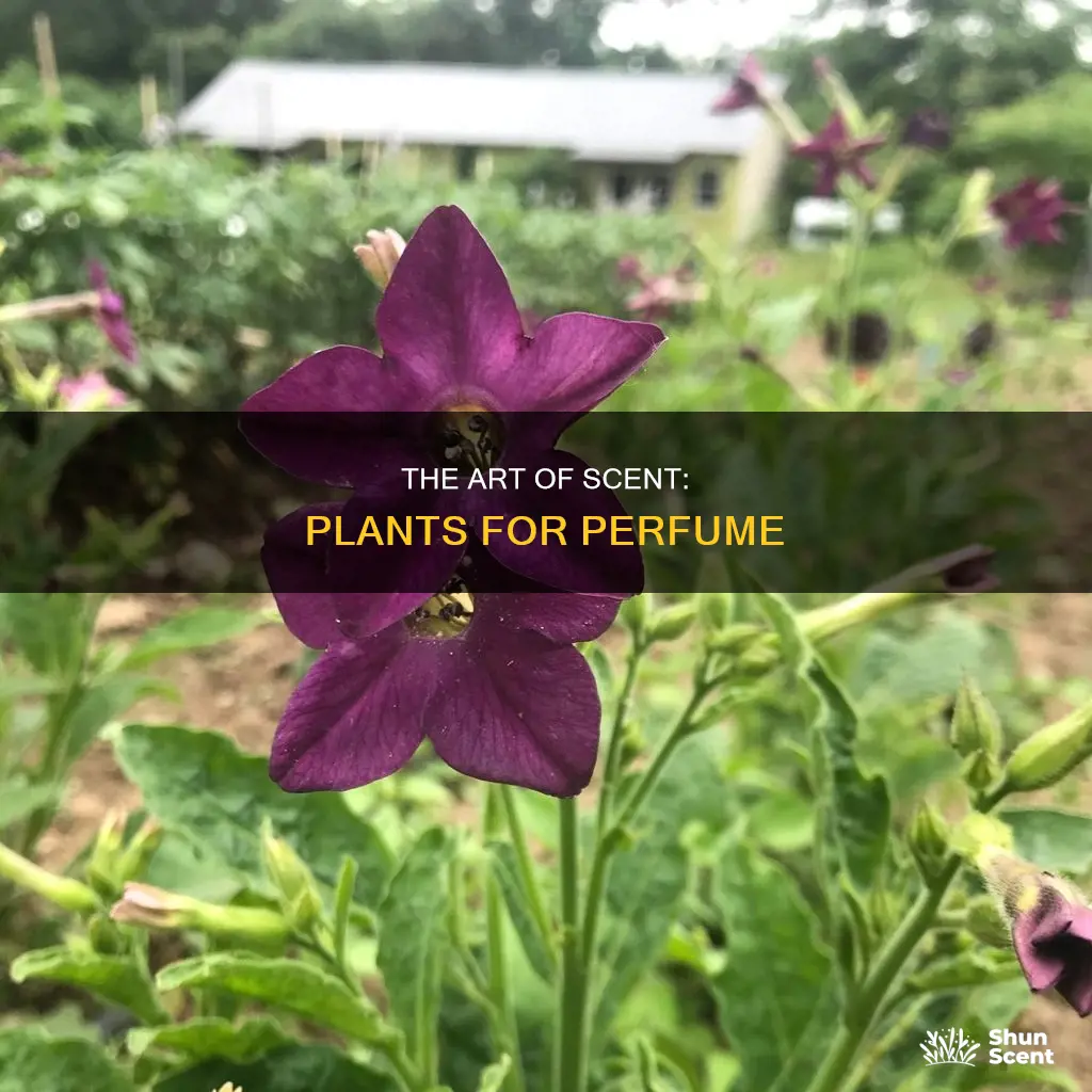 what plant is used to make perfume