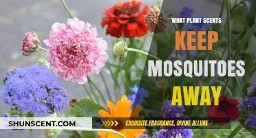 Natural Mosquito Repellents: Plant Scents to Keep Bugs at Bay