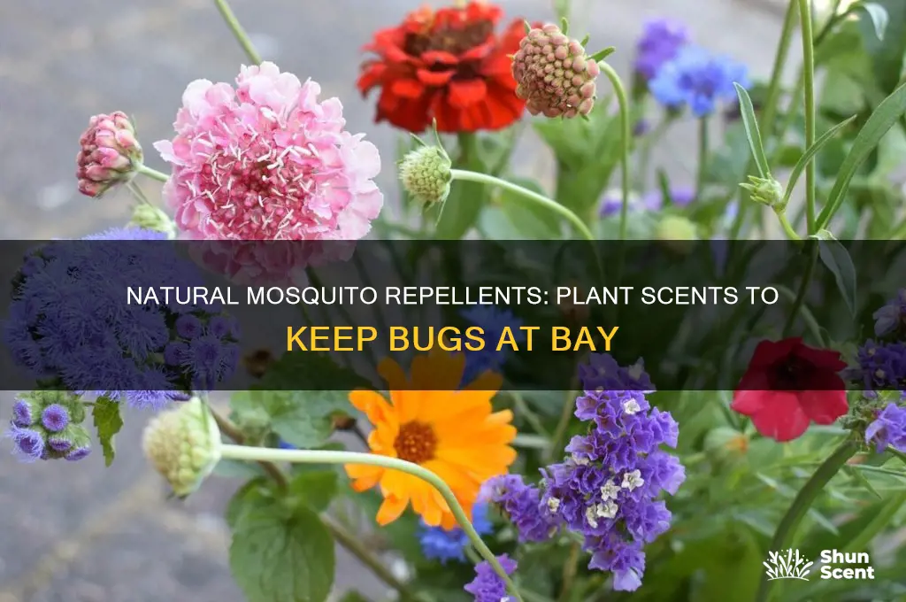 what plant scents keep mosquitoes away