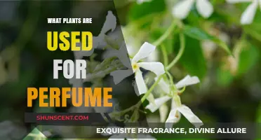 Fragrant Flora: Discovering Nature's Most Aromatic Plants for Perfumes