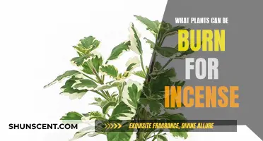 Incense and Aromatherapy: Burning Plants for Relaxation