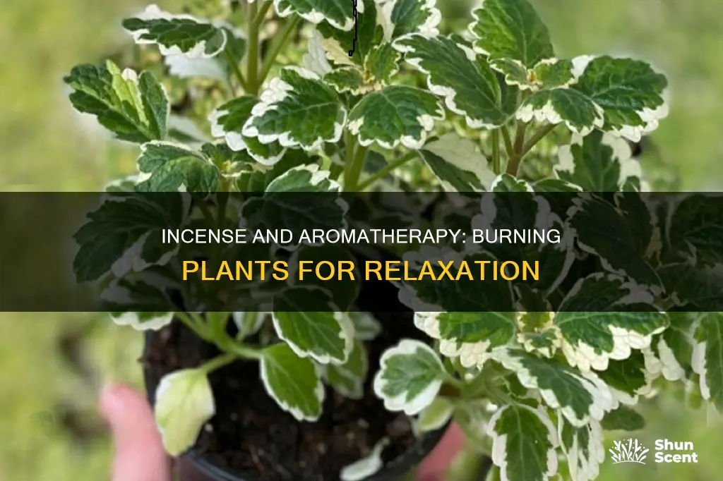 what plants can be burn for incense