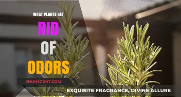 Nature's Air Fresheners: Plants That Eliminate Odors Naturally