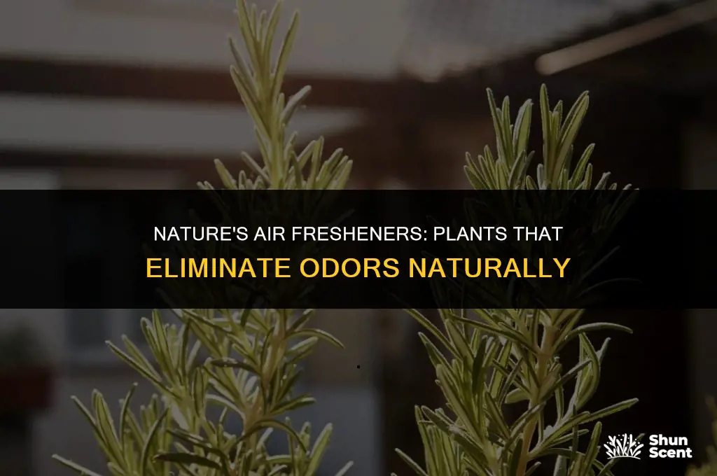 what plants get rid of odors