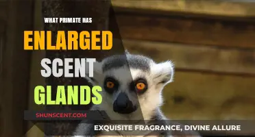 Discovering the Primate with Enlarged Scent Glands: A Unique Trait