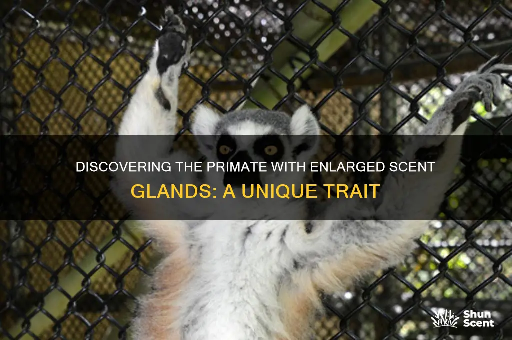 what primate has enlarged scent glands
