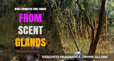Primates' Scent Glands: Unveiling the Odor-Emitting Species and Their Secrets