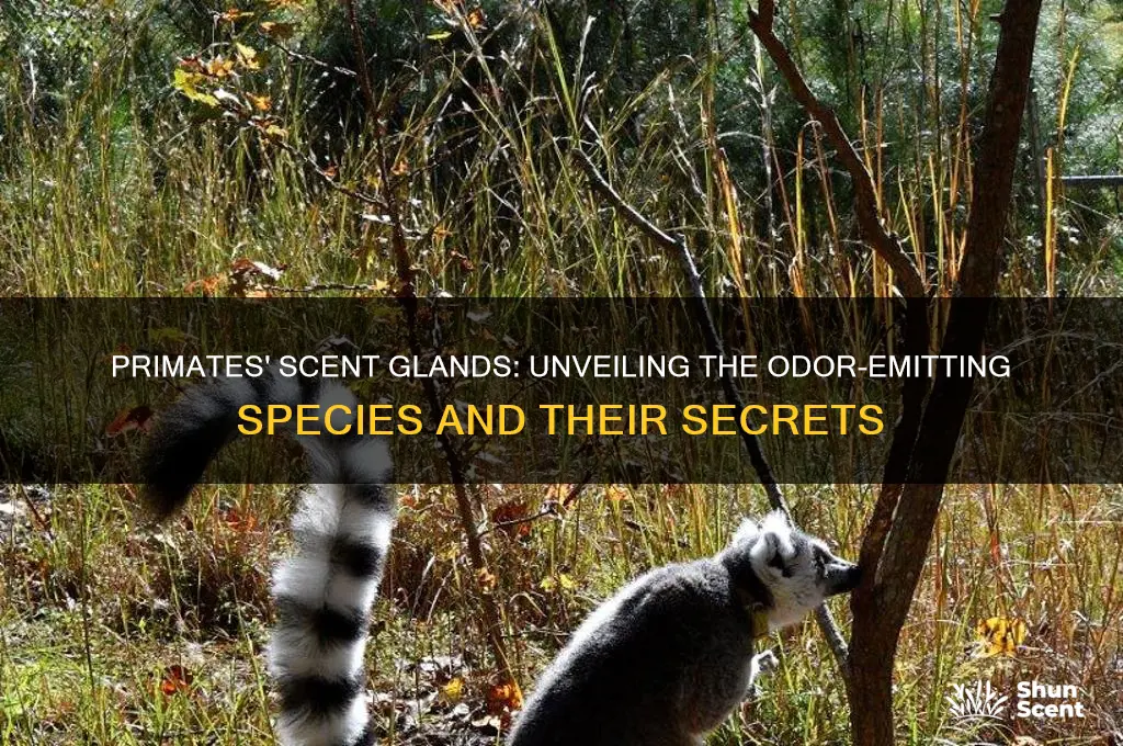 what primates emit odors from scent glands