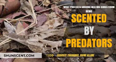 How Ground-Nesting Birds Evade Predators Through Scent Protection Strategies