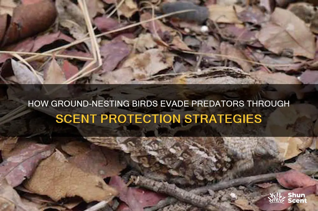 what protects ground nesting birds from being scented by predators