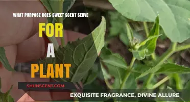 Why Plants Produce Sweet Scents: Unlocking Nature's Fragrant Secrets