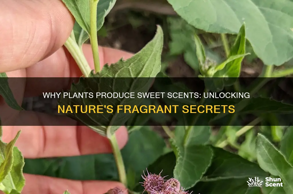 what purpose does sweet scent serve for a plant