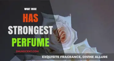 Discover the Most Fragrant Rose: Unveiling the Strongest Perfumed Varieties