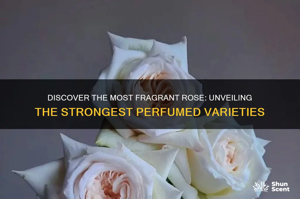 what rose has strongest perfume