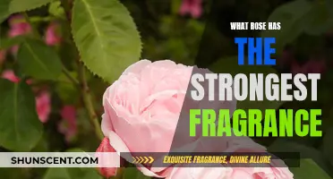 Which Rose Cultivars Offer the Strongest, Sweetest Scents?