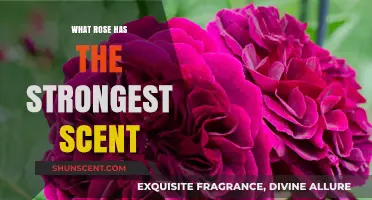 Discover the Most Fragrant Rose Varieties with the Strongest Scent