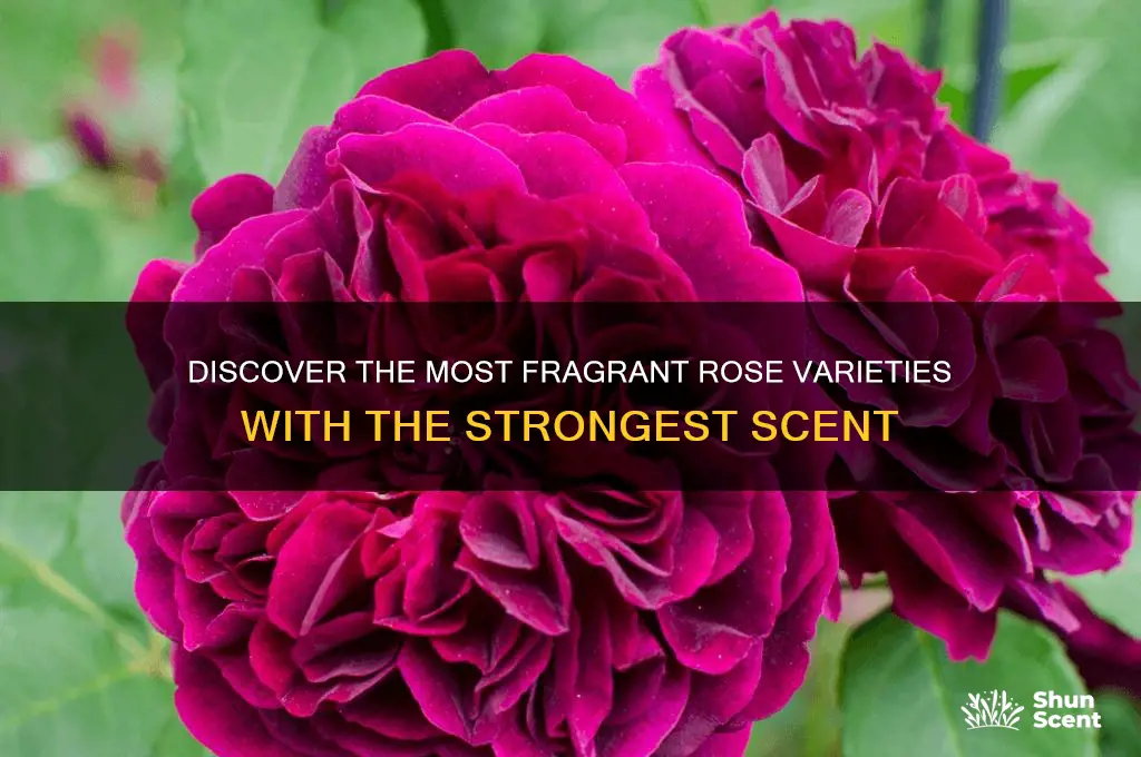 what rose has the strongest scent