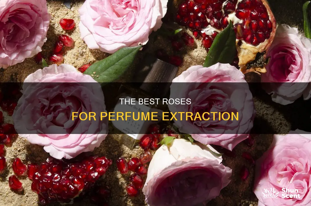 what rose is used to make perfume