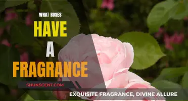 Fragrant Roses: Which Varieties Offer the Best Scents?