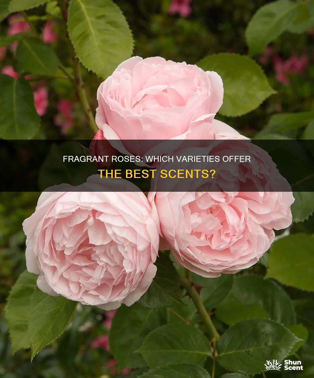 what roses have a fragrance