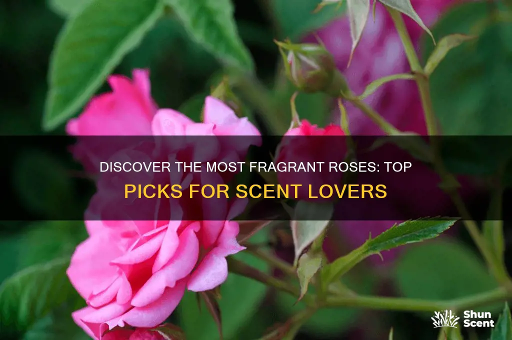 what roses have the best scent