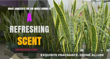 Natural Air Sanitizers: Refreshing Scents for a Clean, Healthy Environment