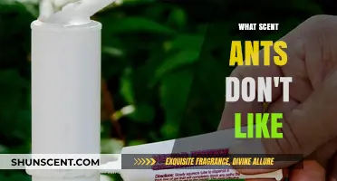 Natural Ant Repellents: Scents That Keep Ants at Bay