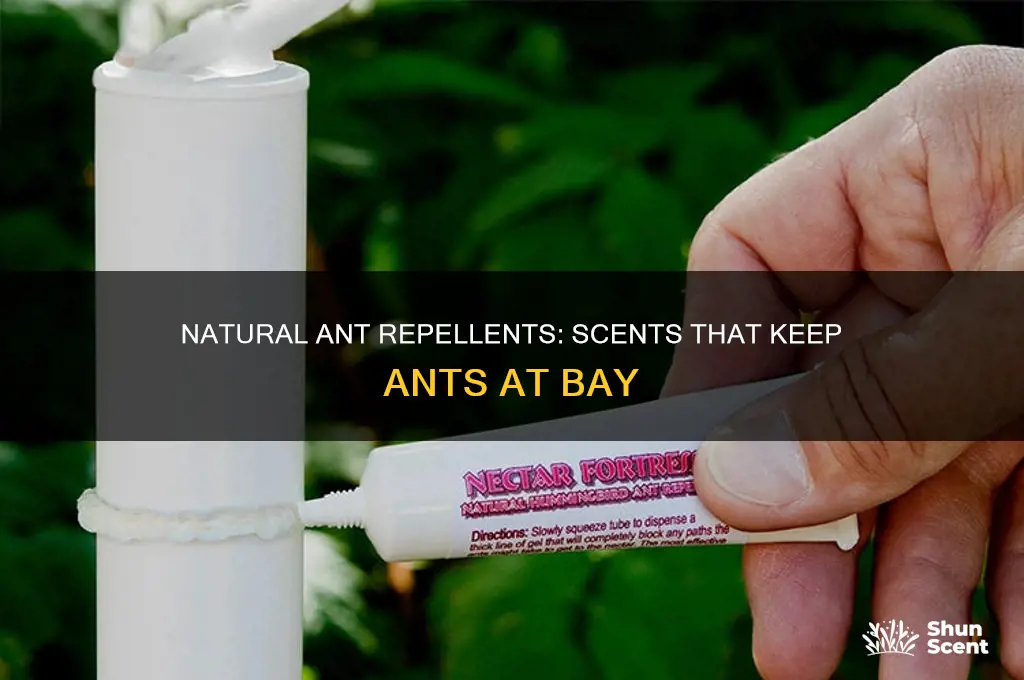 what scent ants don