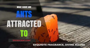 Unveiling Ants' Favorite Scents: Surprising Aromas That Attract These Tiny Creatures