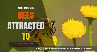 Discover the Sweet Scents That Bees Can't Resist in Nature
